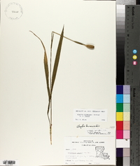 Alophia drummondii image
