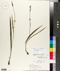 Alophia drummondii image