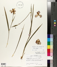 Alophia drummondii image