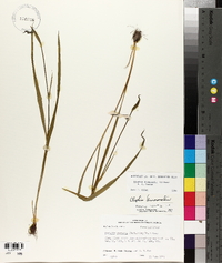 Alophia drummondii image