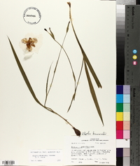 Alophia drummondii image