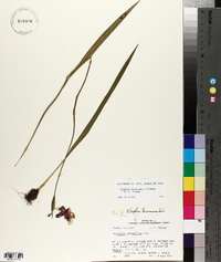 Alophia drummondii image