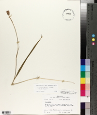 Alophia drummondii image