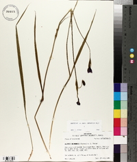 Alophia drummondii image