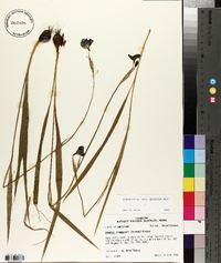 Alophia drummondii image