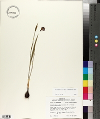 Alophia drummondii image