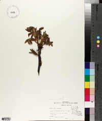 Carya illinoinensis image