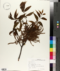 Carya illinoinensis image