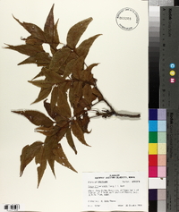 Carya illinoinensis image