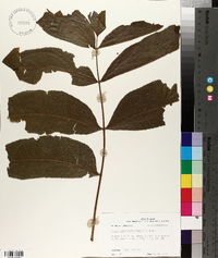 Carya illinoinensis image