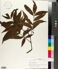 Carya illinoinensis image