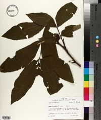 Carya illinoinensis image