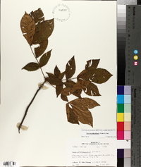 Carya myristiciformis image