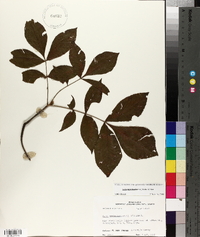 Carya myristiciformis image