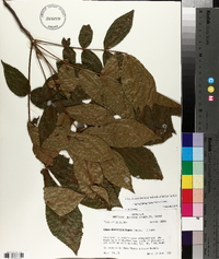 Carya myristiciformis image