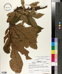 Carya myristiciformis image