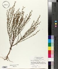 Hypericum drummondii image
