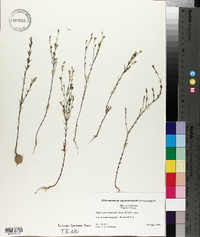 Hypericum drummondii image