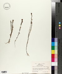 Hypericum drummondii image