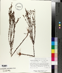Hypericum drummondii image