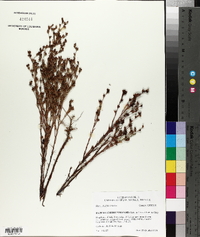 Hypericum drummondii image