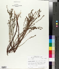 Hypericum drummondii image