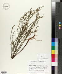 Hypericum drummondii image