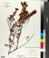 Hypericum hypericoides var. hypericoides image