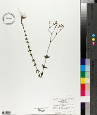 Hypericum gymnanthum image