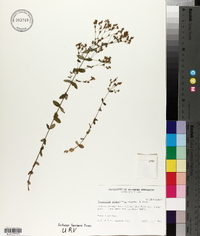 Hypericum gymnanthum image