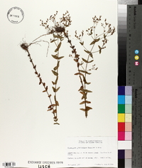Hypericum gymnanthum image