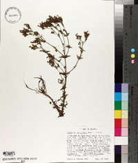 Hypericum gymnanthum image