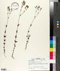 Hypericum gymnanthum image