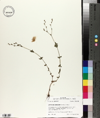 Hypericum gymnanthum image