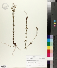 Hypericum gymnanthum image
