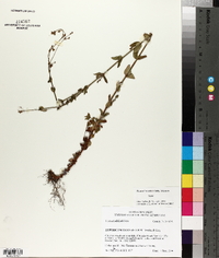 Hypericum gymnanthum image
