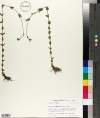 Hypericum gymnanthum image