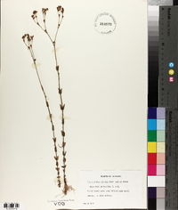 Hypericum gymnanthum image