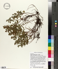 Hypericum hypericoides subsp. multicaule image