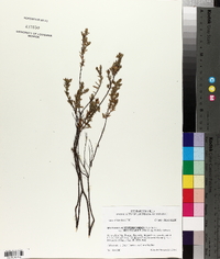 Hypericum hypericoides var. multicaule image