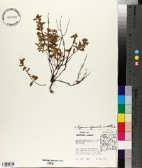 Hypericum hypericoides var. multicaule image
