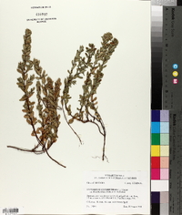 Hypericum hypericoides subsp. multicaule image