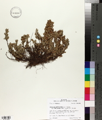 Hypericum hypericoides var. multicaule image
