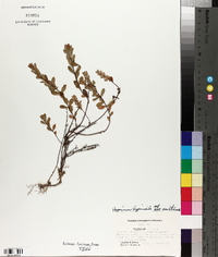 Hypericum hypericoides subsp. multicaule image