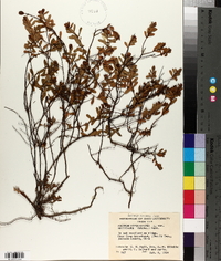 Hypericum hypericoides subsp. multicaule image
