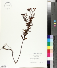 Hypericum fasciculatum image