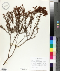 Hypericum fasciculatum image