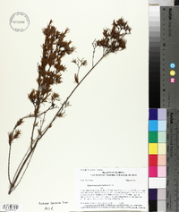 Hypericum fasciculatum image