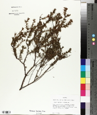 Hypericum fasciculatum image