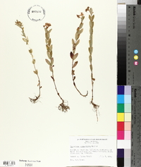 Hypericum ellipticum image